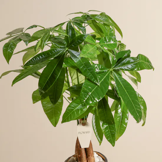 Charming Pachira Plant