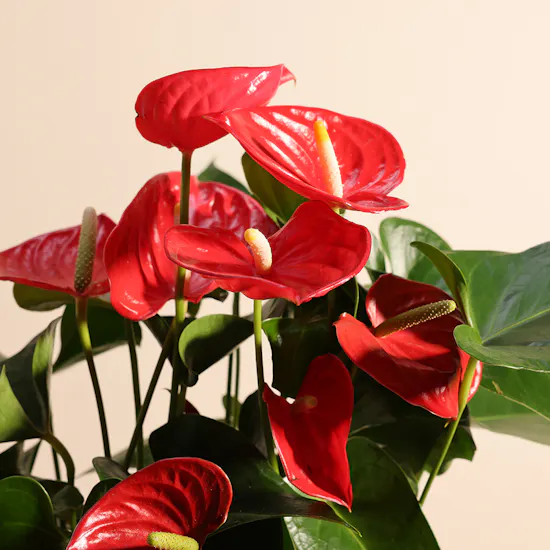 Royal Love Anthurium