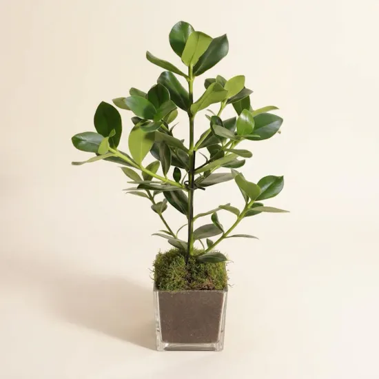 Clusia Rosea Green Plant