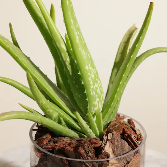 Fresh Aloe Vera Plant