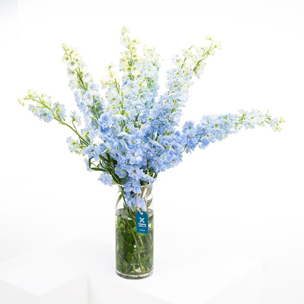 Blue Delphiniums, Glass Vase