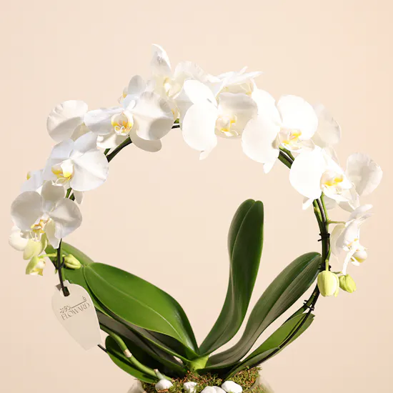 Graduation Orchid White Loop Vase