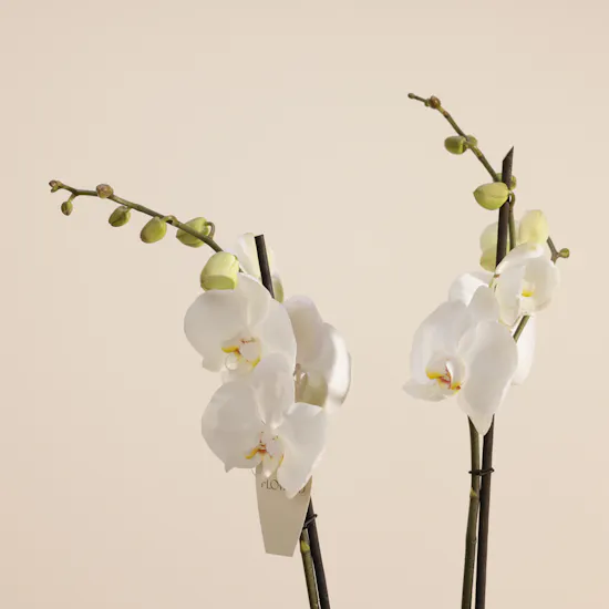 Graceful White Phalaenopsis Plant
