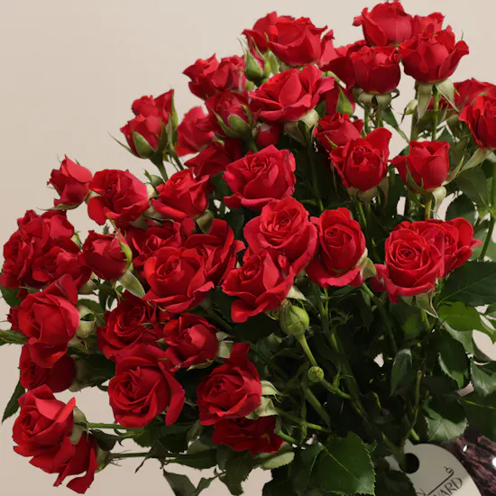 Crimson Promise Red Baby Rose Vase