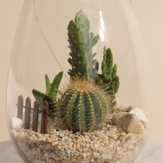 Charming Little Desert | Open Terrarium