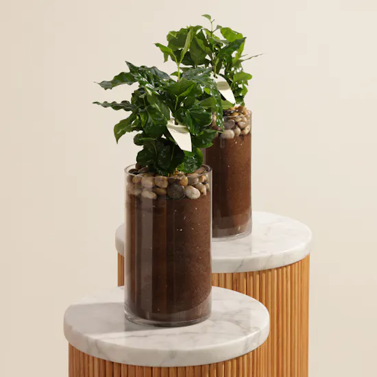 Elegant Coffee Arabica Duo plants