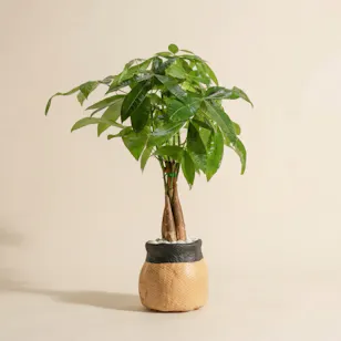 Charming Pachira Plant
