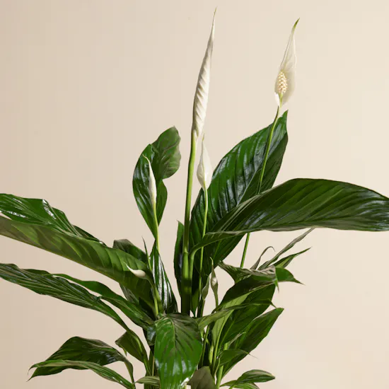 White Spathiphyllum Bingo Plant