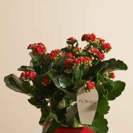 Lovely Pure Red Kalanchoe Plant
