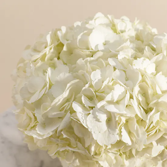Magical White Hydrangea Vase