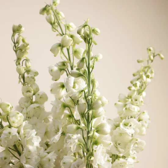 Skyward White Flower Vase