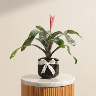 Exotic Rare Aechmea Plant