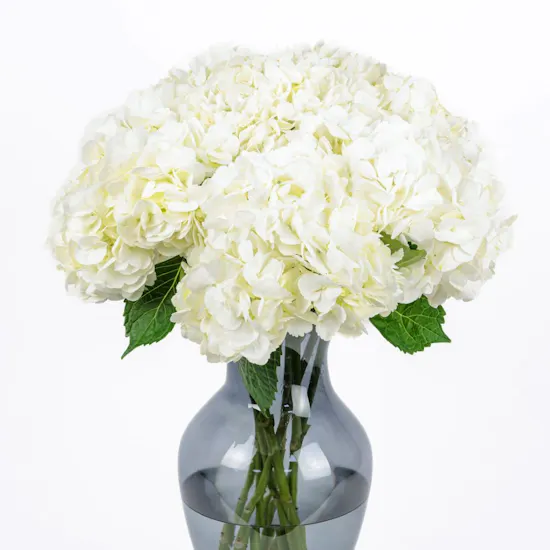 White Hydrangeas Vase