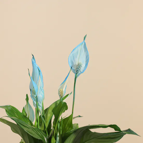 Elegant Spathiphyllum Bellini Plant