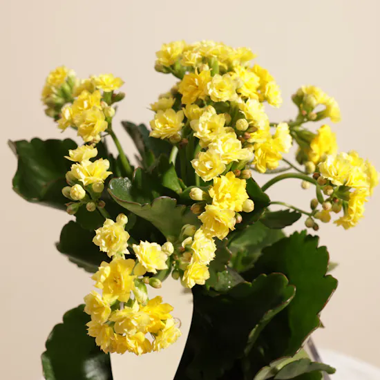 Shiny Yellow Kalanchoe Plant Vase