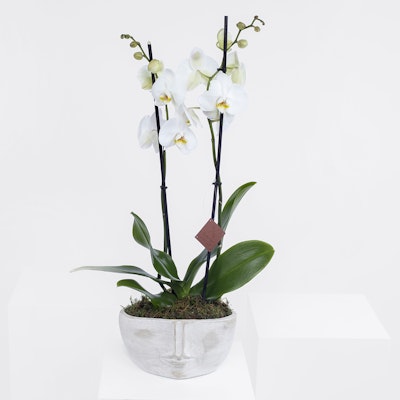 The Majestic White Orchid