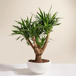 Charm Green Yucca Elephantipes Plant Charm Green Yucca Elephantipes Plant