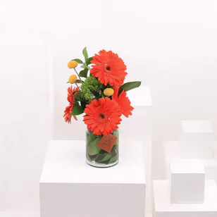 Orange Gerbera | 10 Flowers