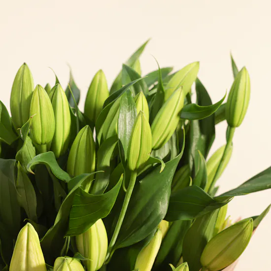 Bose Quietcomfort Noise Cancelling Headphones | Lilies Bouquet