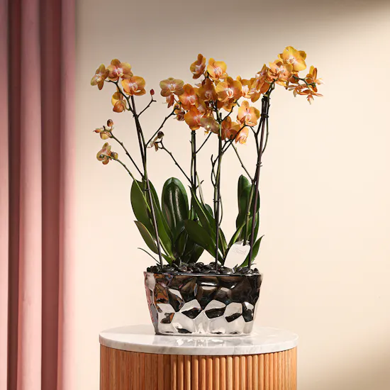 Golden Phalaenopsis Orchid