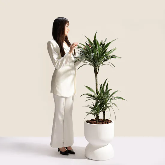 Fancy Big Dracaena Warnecki Plant