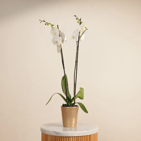 Graceful White Phalaenopsis Plant