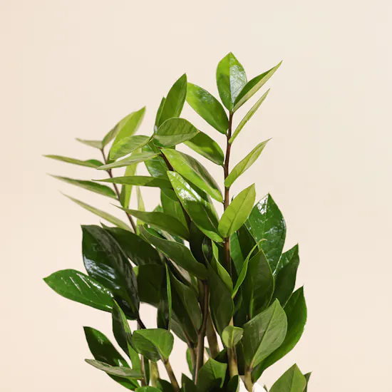 Zamia Plant | Square Glass Pot