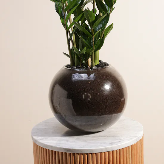 Zanzibar Gem Plant