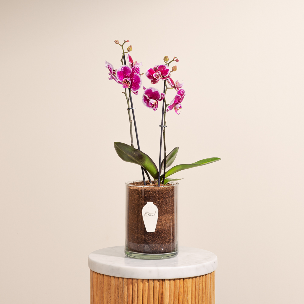 وعاء نبات الاوركيد  البنفسجي