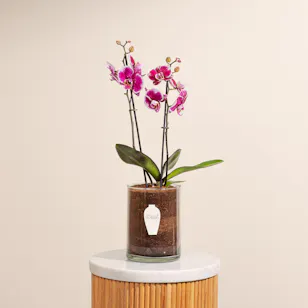 Purple Orchid Plant Pot