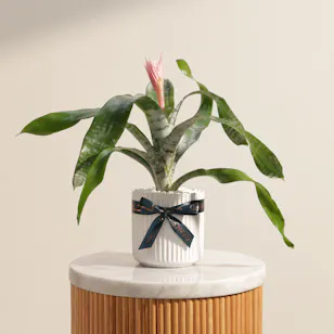 Elegant Aechmea Chantinii Plant