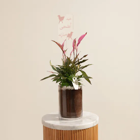 Delicate Pink Eid Adha Mubarak Spathiphyllum Plant