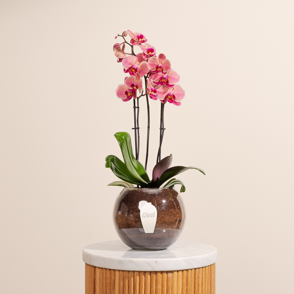 وعاء نبات الاوركيد برتقالي فاتح