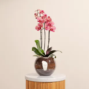 Light Orange Orchid Plant Pot Light Orange Orchid Plant Pot