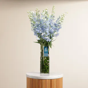 Blue Delphiniums | Glass Vase Blue Delphiniums | Glass Vase