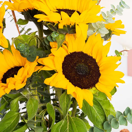 Sunflower Light