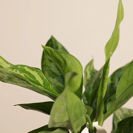 Fancy Aglaonema Maria Plant
