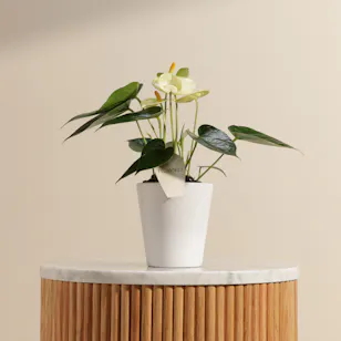 Yellow Anthurium Plant