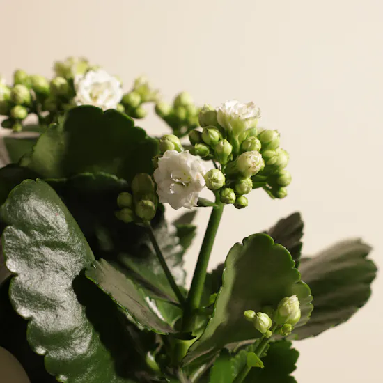 Pearl Serenity Kalanchoe Plant