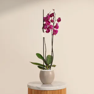 Elegant Purple Phalaenopsis Plant