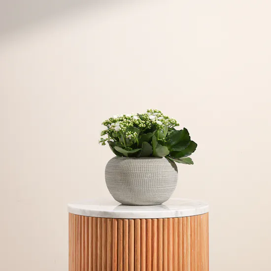 White Kalanchoe