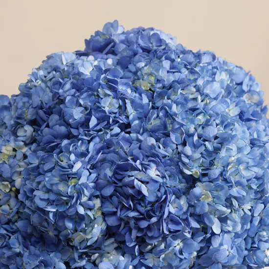 Stunning Blue Hydrangea Box | 15 Flowers