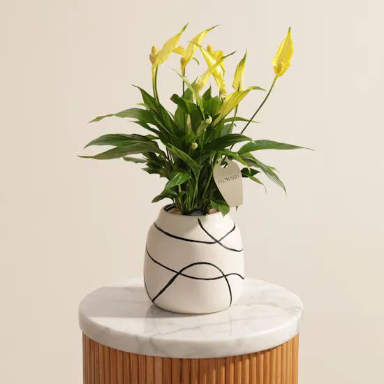Glowy Yellow Spathiphyllum Plant