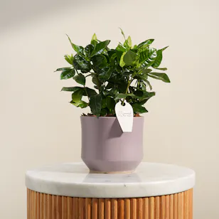 Dreamlight Gardenia Plant