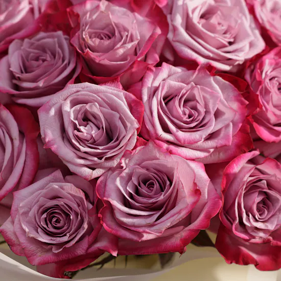 Delightful Purple | White Wrap