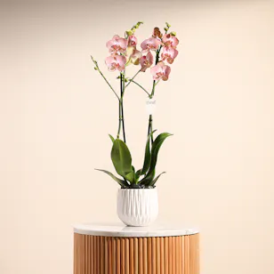 Ravello Orchid Plant | Source of kindness