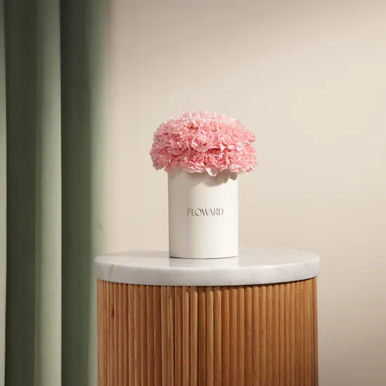 Distinct Pink Carnation Box | 22 Flowers