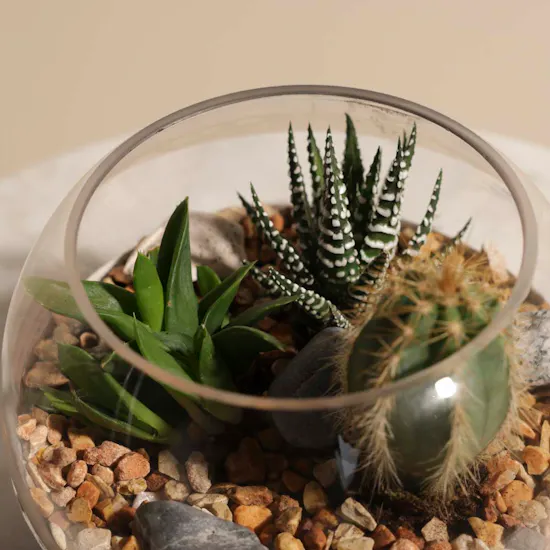 Cactus Open Terrarium Bowl