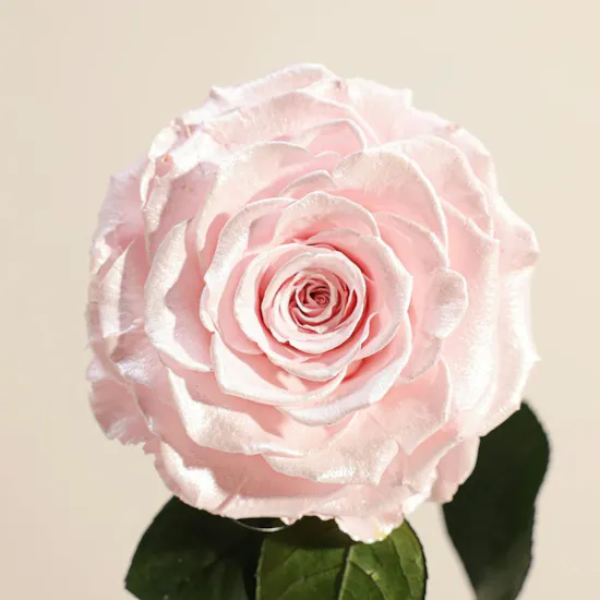 Preserved Pink Rose Aurora
