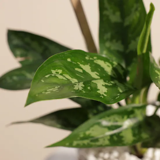 Thailandese Aglaonema Maria Earth Day Plant